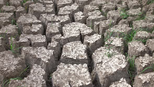 Dry Soil With Weeds Growing  Cracks Of The Mud