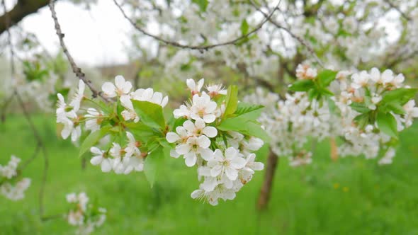 Cherry tree flowers