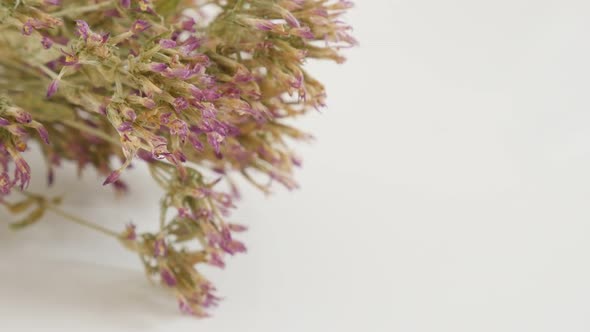 Common European centaury herbal plant slow tilt 4K 2160p 30fps UltraHD footage - Dried Centaurium er alt