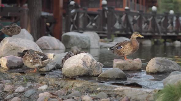 Ducks on Sunny Summer Day Walk Along the Shore with Large Stones Along the Lake alt