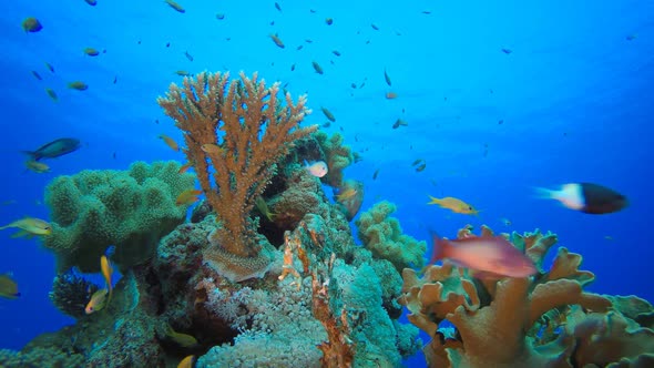 Marine Underwater Tropical Fish Garden alt