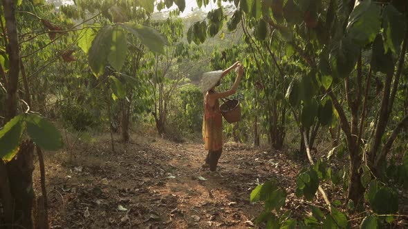 Woman in vietnamese hat picks coffee beans and puts in basket. Coffee plantation, asian agriculture alt