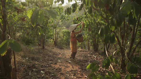 Woman in vietnamese hat picks coffee beans and puts in basket. Coffee plantation, asian agriculture