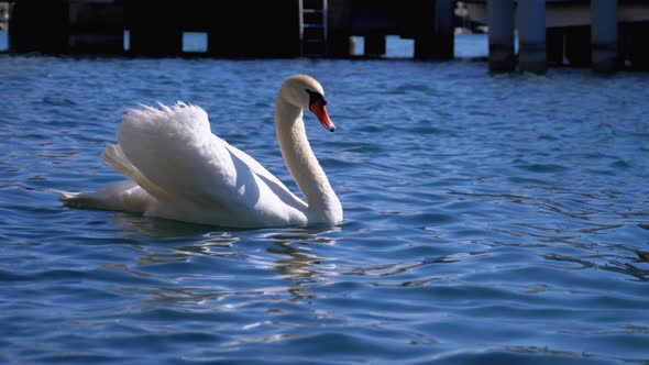 Huge White Swan Swims in a Clear Mountain Lake with Crystal Clear Blue Water. Switzerland alt