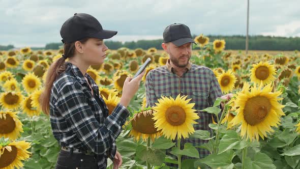 Countryside Man and Woman Farmers are Standing in a Field of Sunflowers and Takes Pictures of Yellow alt