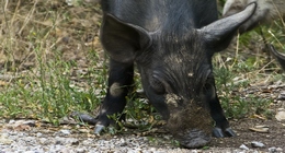 Wild Boar or Wild Pigs (Sus scrofa)