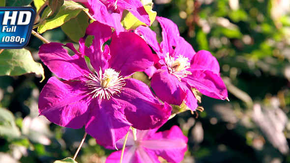 Bright Tropical Flowers alt