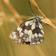 Butterfly On Dry Grass - VideoHive Item for Sale