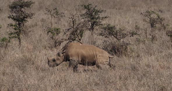 White Rhinoceros, ceratotherium simum, Calf scratching on a Tree, Nairobi Park in Kenya alt