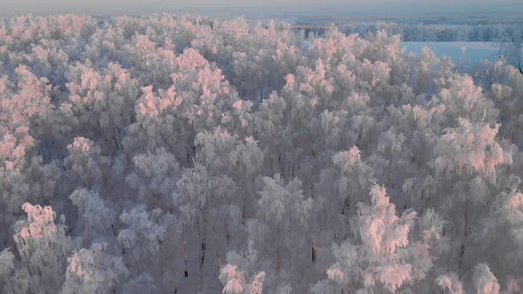 Beautiful landscape of a winter frosty forest alt