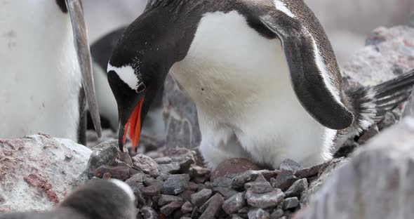 Gentoo penguins (Pygoscelis papua) on rocks, Cuverville Island, Antarctica