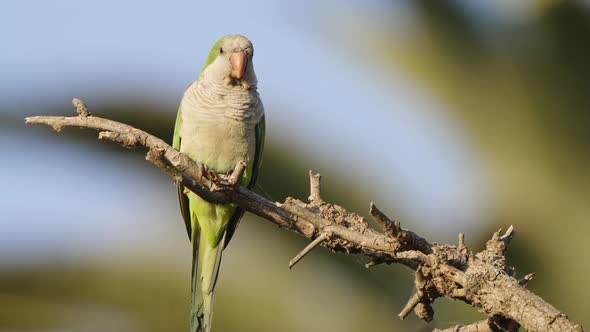 A front facing fierce monk parakeet, myiopsitta monachus, perched on spiky tree branch, tweeting, wo alt