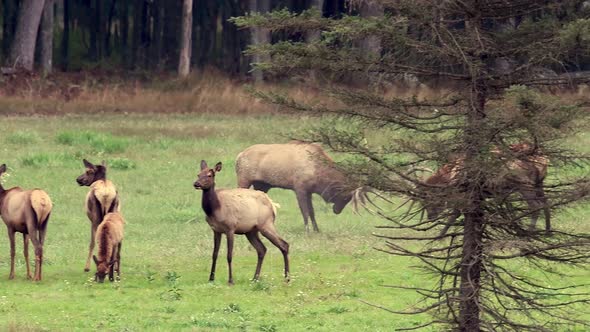 Elk Fight Video Clip in 4k