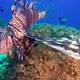 Lionfish and Soft Coral - VideoHive Item for Sale