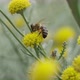 Bee on a Flower - VideoHive Item for Sale