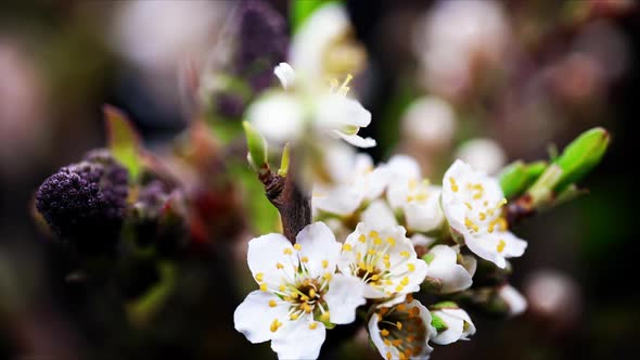 Germination Garden Blossom White Flowers Bouquet Blooming Spring Time Lapse Close Up