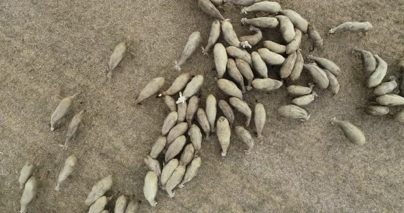 Drone overhead view of sheep herd moving. Top down view of sheep herd feeding on field alt