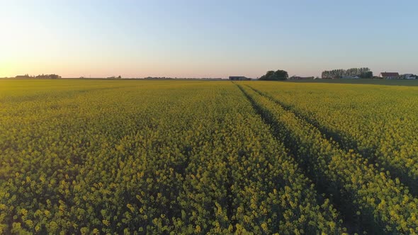 Drone Flight Over Rapeseed Field at Sunset