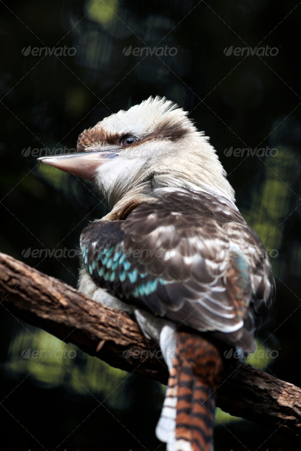 Australian Laughing Kookaburra Bird - Stock Photo - Images