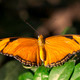 Julia Butterfly - PhotoDune Item for Sale