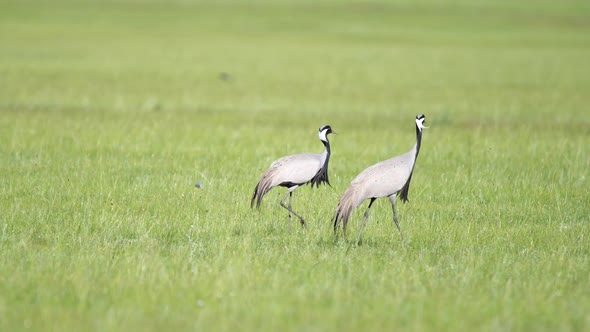 Real Wild Crane Birds Walking in Natural Meadow Habitat alt