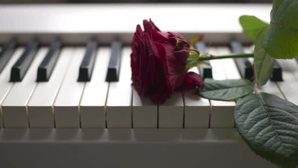 Rose Flower on a Piano Keyboard
