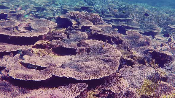 swimming above a shallow coral reef with an abundance of small colourful fish alt