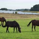 Beautiful Horses eating grass - VideoHive Item for Sale