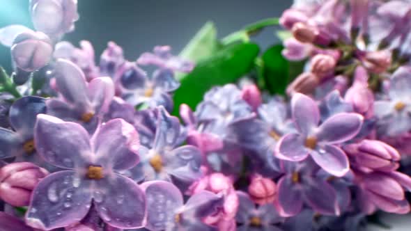 Beautiful Lilac At Dark Background alt