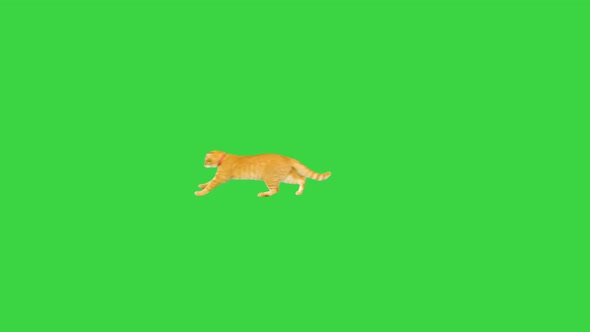 Orange Tabby Cat Running By After Something on a Green Screen Chroma Key
