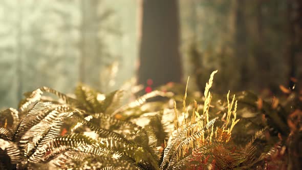 Tall Forest of Sequoias in Yosemite National Park alt
