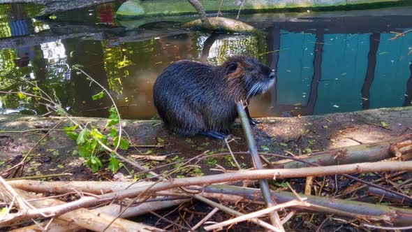 A nutria sits on the bank of the water and washes. The otter is washing
