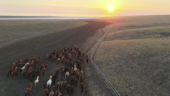 Wild Horses Running alt