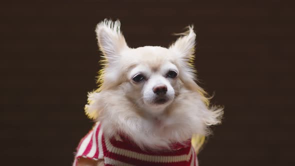 portrait of brown color chihuahua lap dog animal sitting casual relax dark background alt