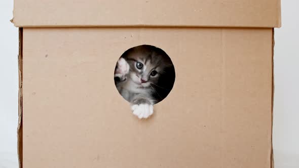 Striped Grey Kitten Getting Out From Hole in a Cardboard Box alt