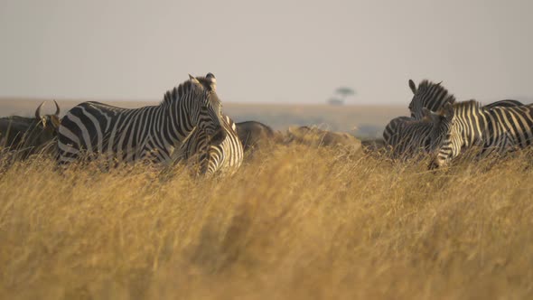 Zebras and wildebeests in tall dry grass alt