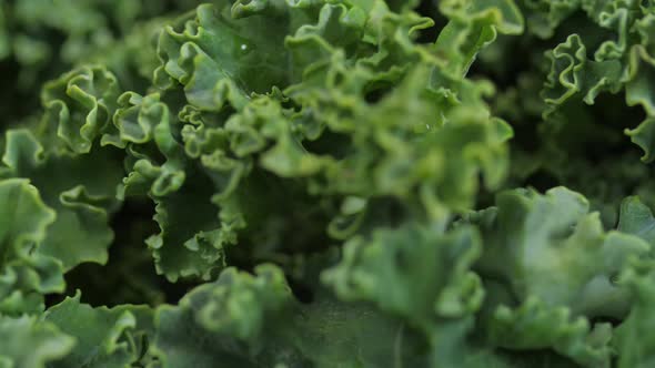 Bright Green Kale Spinning 03
