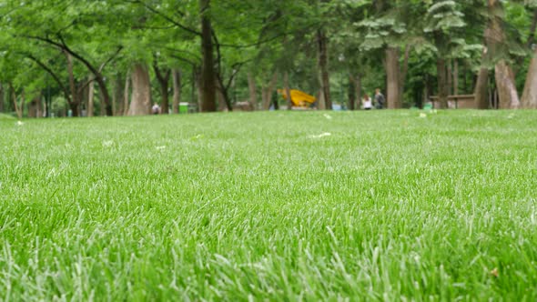 Fresh Cut Spring Green Grass in Park