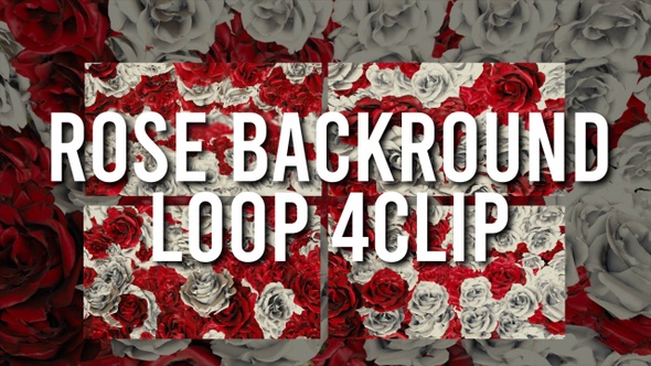Rose Background 4Clip Loop
