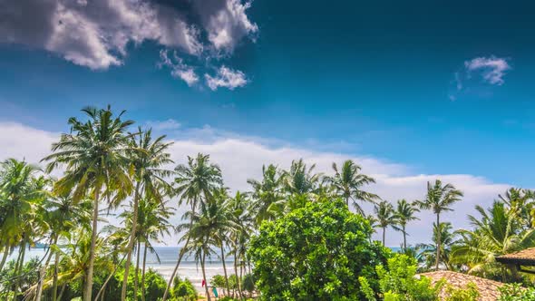 Sri Lanka Sunny Beach With Palms