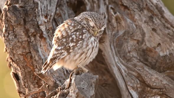 Little owl on tree trunk alt