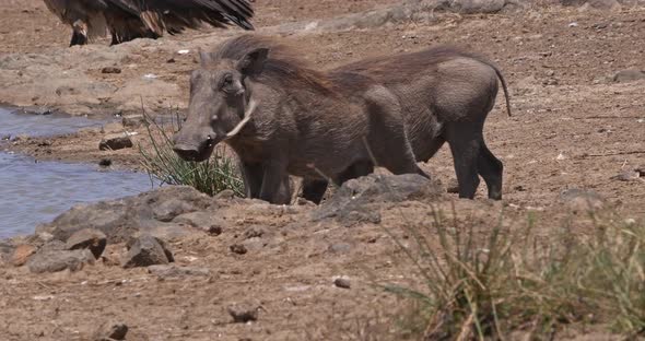 Warthog, phacochoerus aethiopicus, Adult drinking Water at Water Hole, Nairobi Park in Kenya alt