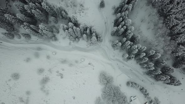 A group of people walking on a snow trail in the forest, Mountainous area alt