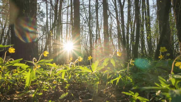 Morning In Spring Forest alt