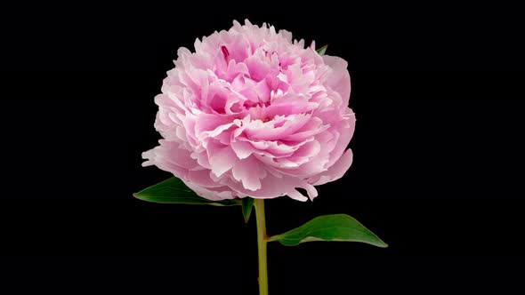 Time Lapse of Beautiful Blooming Pink Peony, born and died.