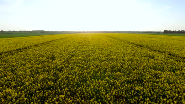 Drone flying over beautifull yellow rape field with sunset in background alt