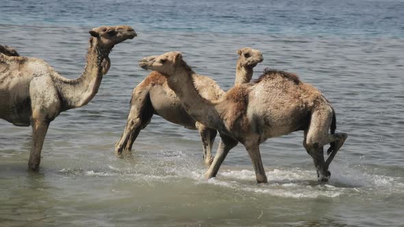 A Herd of Camels Drinks Water From a Small Rain Lake in the Steppe on a Hot Summer Day alt