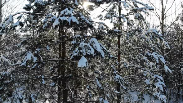 Aerial Shot Flying Through Winter Snow Crown Trees with Sun Shining Sun Beams Wonderful World