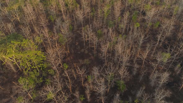 Sunset Over Savanna alt