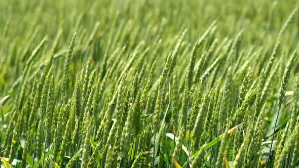 Juicy fresh ears of young green wheat on nature in spring summer field close-up. ripening ears alt